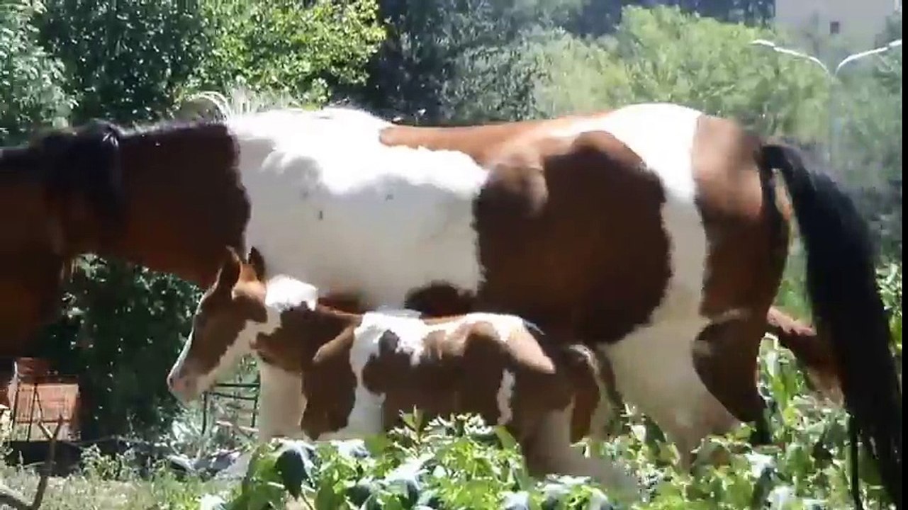 ახალდაბადებული კვიცი -New colt at Tbilisi zoo