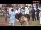 انسان تو انسان مگر جب جانور غصے میں آتا ہے تو پھر کچھ ایسا ہی ہوتا ہے