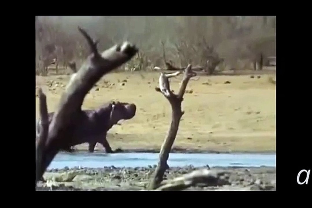 Hippos vs Lions attack -