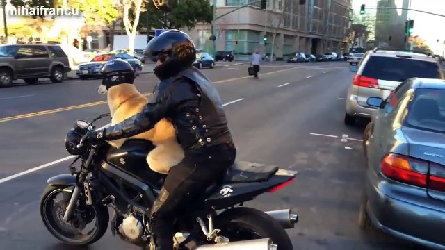 Epic Funny Dogs Riding On Motorcycles Compilation