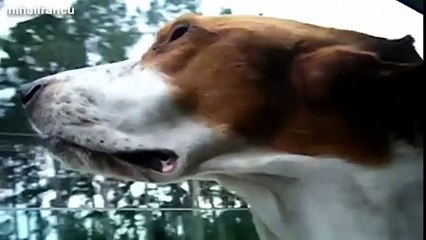 Funny Dogs Flapping Cheeks On Car Rides Compilation