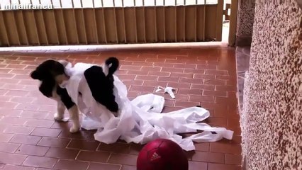 Amazing Funny Cats And Dogs Vs Toilet Paper Compilation