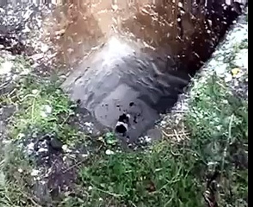 çukurdan çıkmaya çalışan kedi