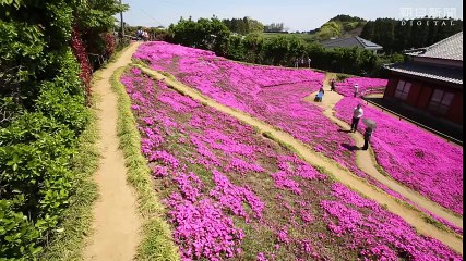 Il giardino dell’Eden in Giappone