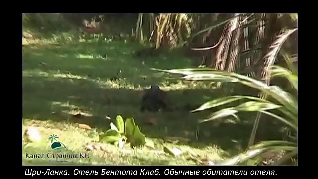 Шри Ланка Варан Отель Бентота Клаб