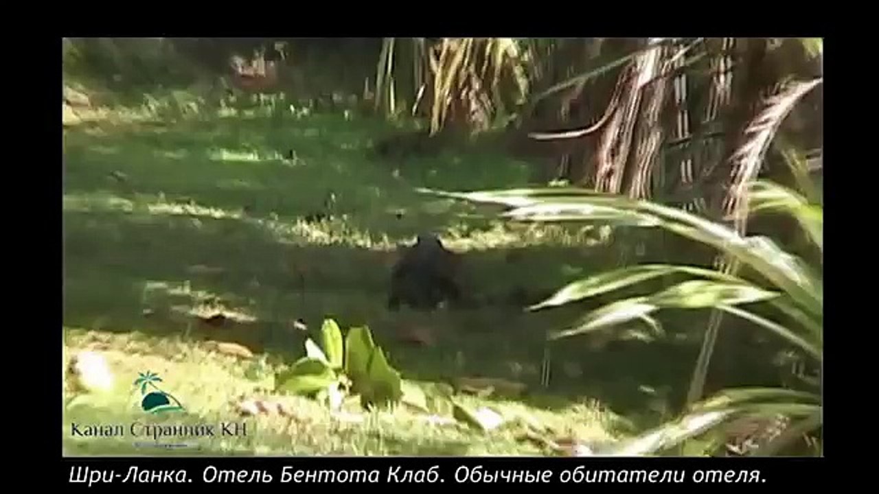 Шри Ланка  Варан  Отель Бентота Клаб