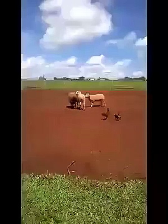 Funny Sheep Fight