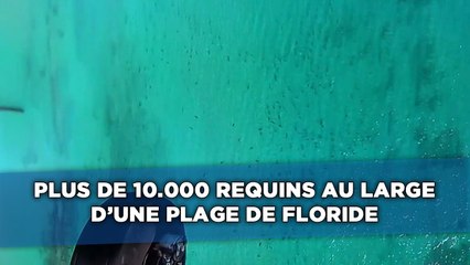 Plus de 10.000 requins au large d'un plage de Floride