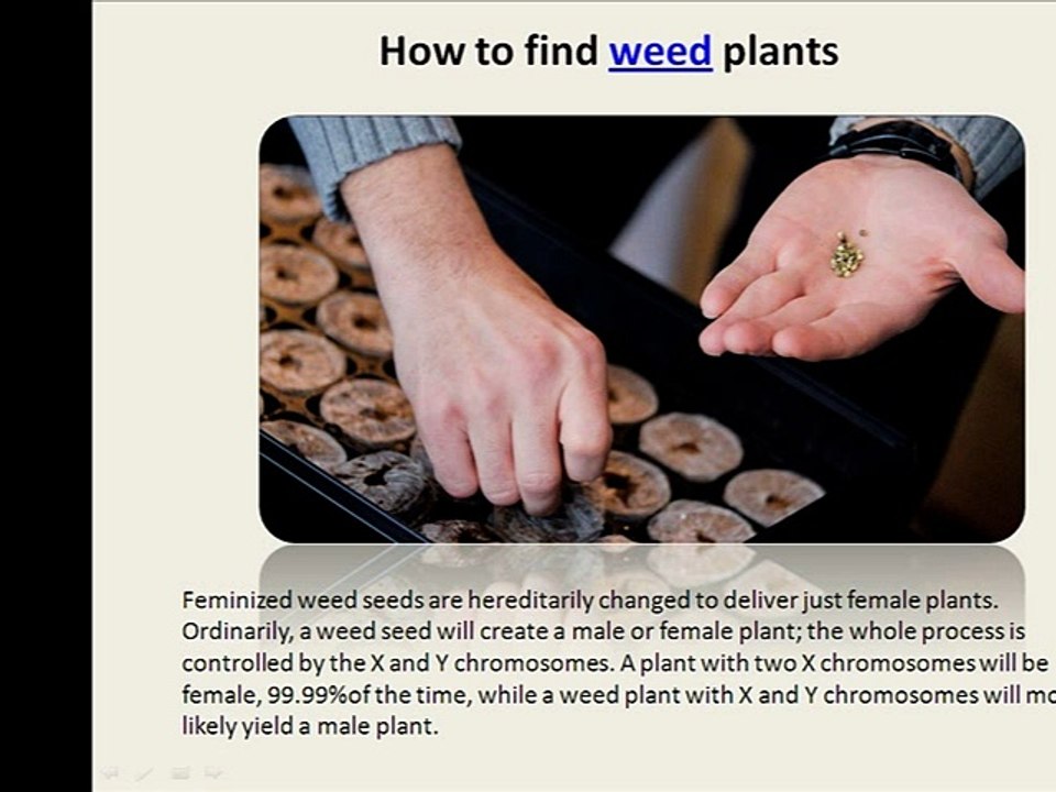 How to find weed plants