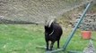 ▶ Los cuernos de esta cabra son un problema