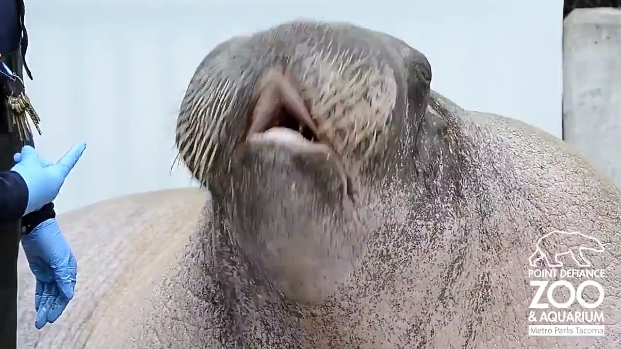 Талантливый морж