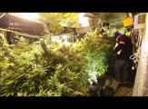 4000 plants de cannabis découverts à Hem