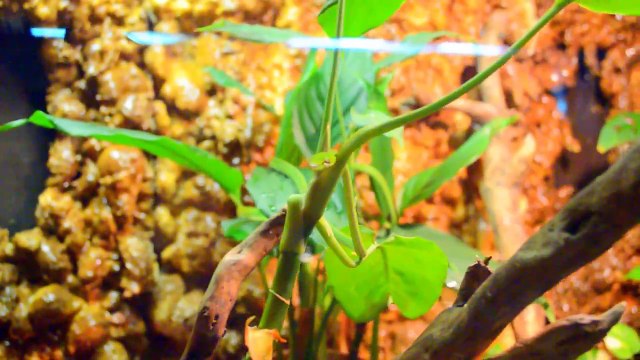 TBILISI ZOO TERRARIUM (Ahaetulla prasina) - ТБИЛИССИЙ ЗООПАРК ТЕРРАРИУМ