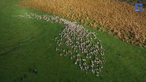 La course folle de moutons filmée depuis un drône