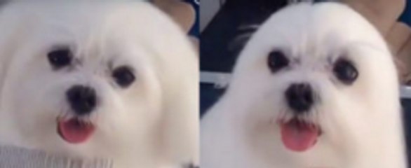 A Baby Seal Or A Snow White Dog? Why Not Both!