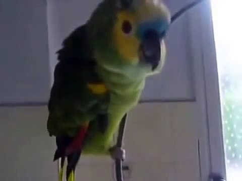 Смешной попугай амазон поет ля ку ка ра ча