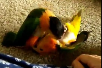 Смешные попугаи