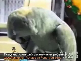 Попугай плачет