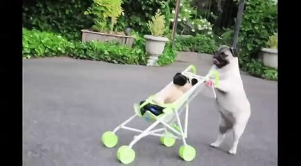 Original - LOL Jenny The Pug puppy pushes baby stroller, skateboard