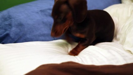 Sassy Dachshund Puppy