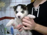 siberian husky puppy first bath - 1st bath cute and funny