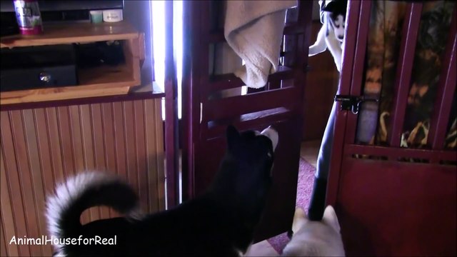 Siberian Husky Puppy meets his Dad