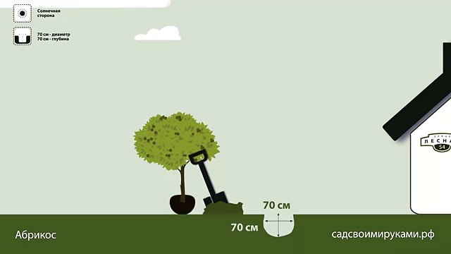 Абрикос. Инструкция по посадке. СадСвоимиРуками