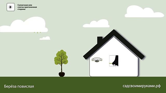 Береза Повислая. Инструкция по посадке. СадСвоимиРуками