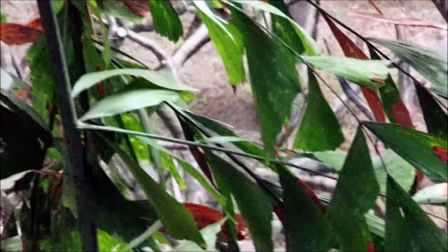 Ce singe Gibbon nous fait une démo de ses talents : très bon acrobate