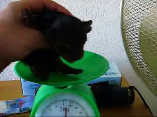 The smallest yorkshire terrier puppy .