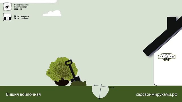 Вишня войлочная. Инструкция по посадке. СадСвоимиРуками