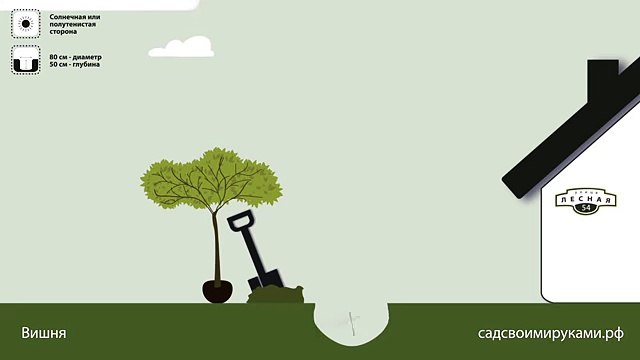 Вишня. Инструкция по посадке. СадСвоимиРуками