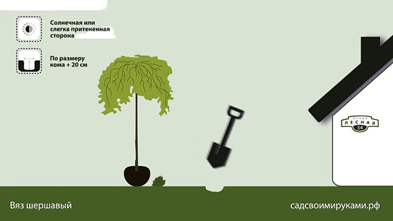 Вяз шершавый. Инструкция по посадке. СадСвоимиРуками