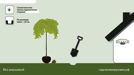 Вяз шершавый. Инструкция по посадке. СадСвоимиРуками