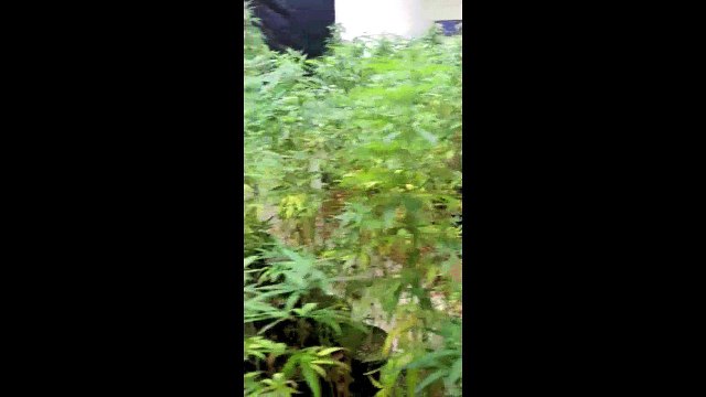 Laboratório de maconha em Vila Velha