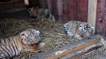 ვეფხვის 3 უსაყვარლესი ბოკვერი თბილისის ზოოპარკში - 3 lovely tiger cubs in Tbilisi Zoo