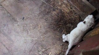 თეთრი ლომის ახალშობილი ბოკვრები თბილისის ზოოპარკში - Newborn white lion cubs in Tbilisi Zoo