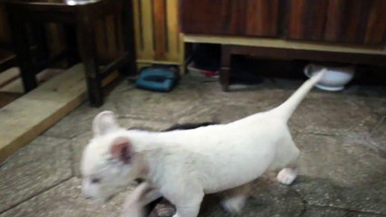 თეთრი ლომის ბოკვერი შავ პუდელს ეთამაშება-White lion cub playing with a black poodle