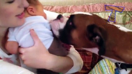Cats and dogs meeting babies for the first time - Cute animal compilation
