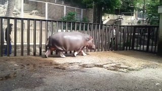 ჰიპოპოტამი ბეგი მომვლელს ეთამაშება - Hippo Beggy plays with his keeper
