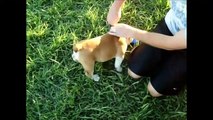 Too Funny English Bulldogs Video 2015 We all Love Bulldogs Dont We