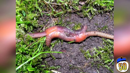 50 Lies That You Still Believe