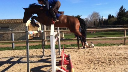 Superbe jument MIAMI DE SEMILLY x AIGLON ROUGE