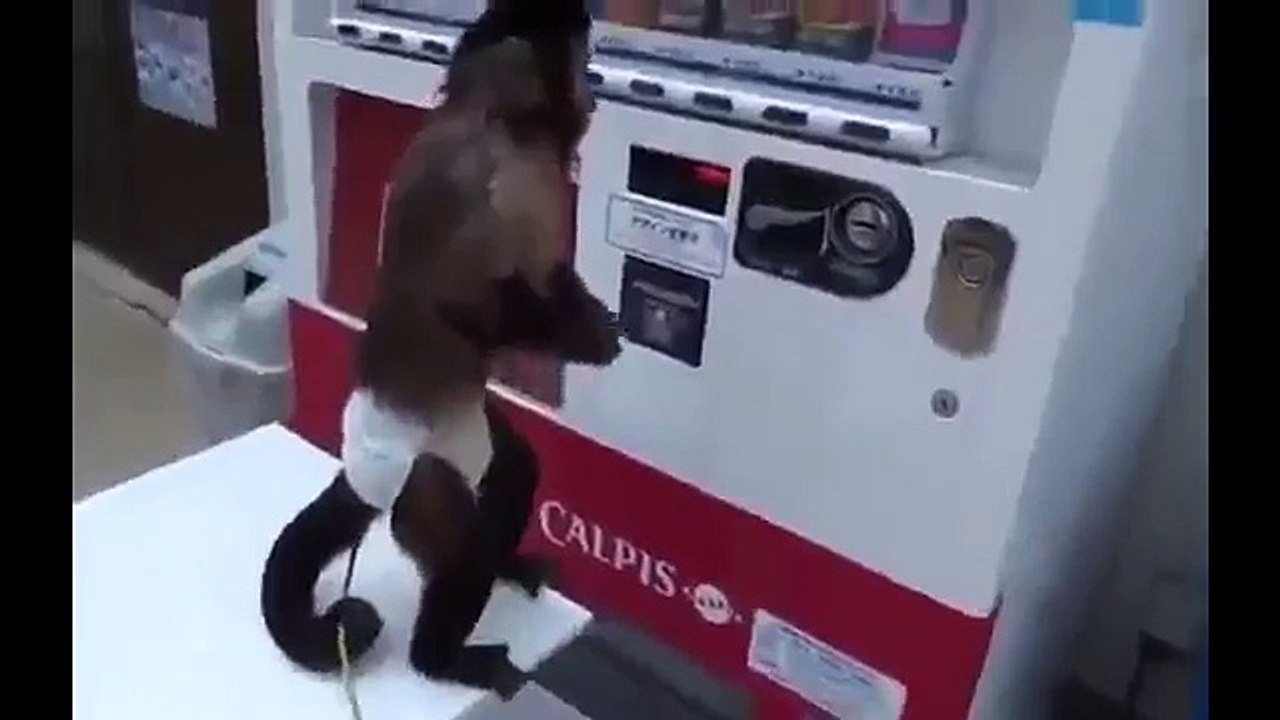 monkey funny video clips Monkeys lawlessness ,funy Video YOUTUBE (FULL HD)