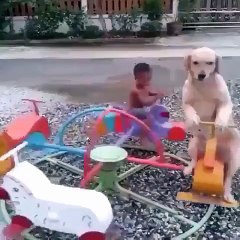 Anjing ini Menikmati Sekali Naik Komedi Putar