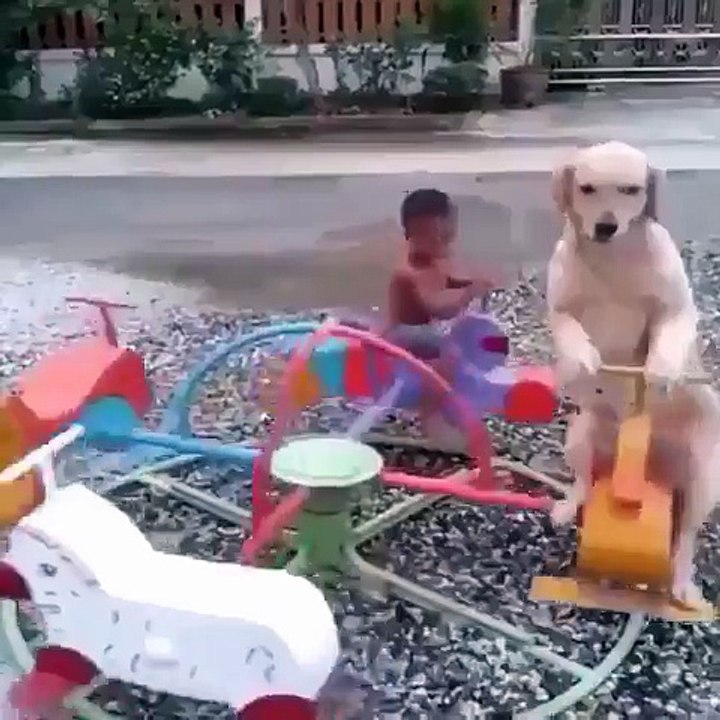 Anjing ini Menikmati Sekali Naik Komedi Putar