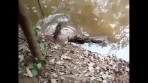 the electric eels kills the crocodile