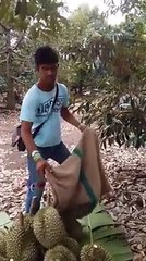 Cara menangkap buah durian yang dipotong dari atas pohon
