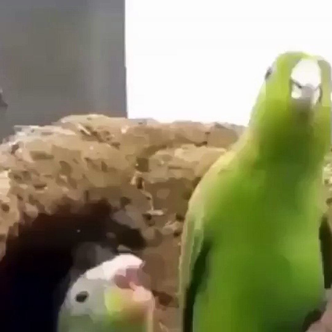 ⁣Burung ini suka musik EDM