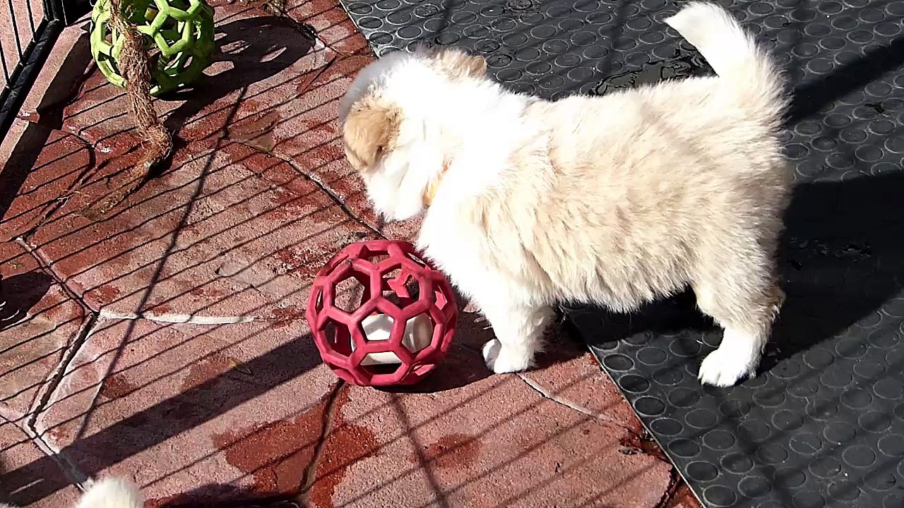 Mafalda's - Cachorros Jenny & Indi 17-02-16